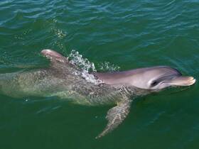 A close-up shot of a dolphin swimming gracefully in clear waters, showcasing the beauty of marine wildlife.