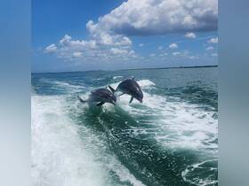 Two dolphins leap gracefully from the water, showcasing their playful nature in a vibrant marine setting — a stunning wildlife moment on the water.
