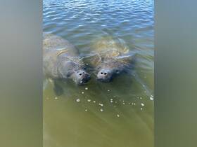 Two manatees swim gracefully in clear waters, showcasing their gentle nature and unique features — a delightful sight for wildlife enthusiasts.