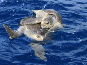 Two sea turtles swim gracefully in the deep blue ocean, showcasing the beauty of marine wildlife in their natural habitat.