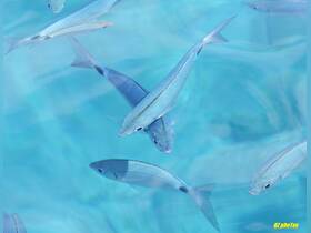 A vibrant underwater scene featuring a school of fish swimming gracefully in crystal-clear waters — a captivating glimpse into marine life.