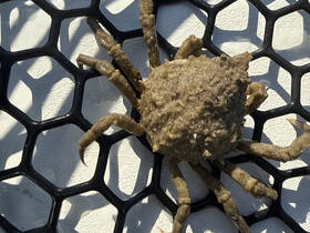 A close-up view of a crab resting on a net, showcasing its unique texture and features — a fascinating glimpse into marine wildlife.