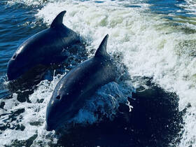 Two dolphins gracefully swim through the waves, showcasing their playful nature in a stunning marine environment.