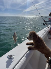 A dog curiously watches a freshly caught fish while fishing on a boat, capturing a delightful moment of human-animal interaction on the water.