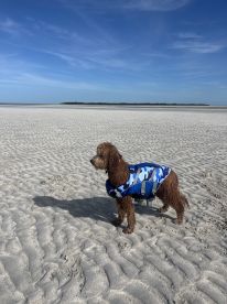A dog wearing a blue camouflage life jacket stands on a sandy beach, enjoying the sunny day — perfect for pet-friendly adventures by the water.