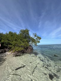 A serene view of a mangrove shoreline with clear waters, showcasing the natural beauty of the coastline — perfect for eco tours and nature lovers.