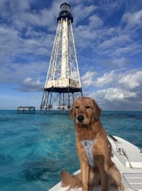 A golden retriever sits on the edge of a boat with a lighthouse in the background, capturing a serene moment on the water — perfect for pet lovers and boating enthusiasts.