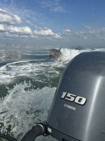 A dolphin leaps out of the water, showcasing its playful nature against a backdrop of serene waters and a clear sky — a perfect moment for wildlife enthusiasts.