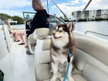 A happy dog enjoys a boat ride with its companions, capturing a fun and relaxing day on the water.