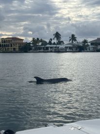 A dolphin surfaces gracefully in calm waters, showcasing the beauty of marine wildlife in a serene coastal setting.