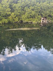 A serene view of a manatee swimming in calm waters, surrounded by lush mangroves — a beautiful wildlife encounter in its natural habitat.
