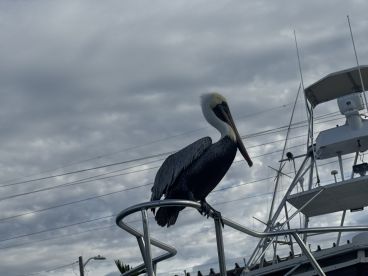 A close-up of a pelican perched on a boat railing, showcasing the beauty of wildlife often seen in coastal areas.