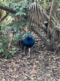 A vibrant peacock is seen among the foliage, showcasing its striking colors in a natural setting — a beautiful example of wildlife in its habitat.
