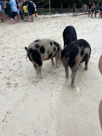 Two pigs wade in shallow water while a group of people gathers nearby, showcasing a unique wildlife experience at the beach.