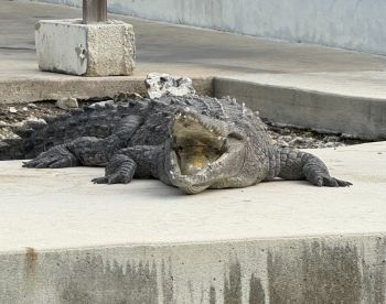 A close-up view of a crocodile basking on a concrete surface, showcasing its impressive features and natural habitat.