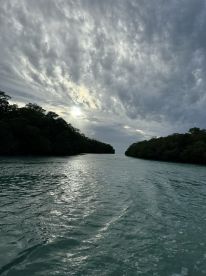 A serene view of a winding waterway surrounded by lush greenery, showcasing the tranquil beauty of nature — perfect for eco tours or scenic boat rides.
