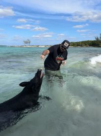 A man interacts with a swimming pig in shallow waters, showcasing a unique wildlife experience in the Bahamas.