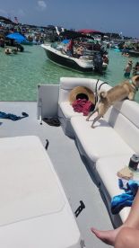 A lively scene on a pontoon boat with a dog enjoying the sun, surrounded by friends and other boats in the clear water — perfect for a fun day out on the water.