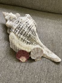 A beautiful display of seashells, including a large conch shell and two smaller scallop shells, perfect for beach-themed decor or souvenirs.