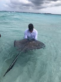 A person interacts closely with a stingray in shallow waters, showcasing a unique wildlife experience in a tropical setting.
