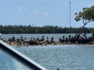 A group of birds perched on rocky outcrops near mangroves, showcasing the natural wildlife of the coastal ecosystem.