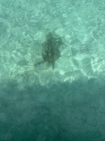 A serene underwater view of a turtle swimming in crystal-clear waters, showcasing the beauty of marine wildlife.