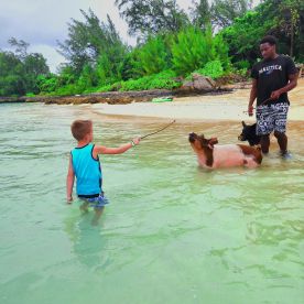 A child interacts with a pig in shallow waters, creating a memorable wildlife experience in the Bahamas. This unique encounter showcases the fun of swimming with the famous Exuma pigs.