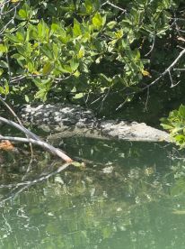 A crocodile rests among the mangroves, showcasing the unique wildlife found in coastal ecosystems. Perfect for nature enthusiasts and wildlife photographers.