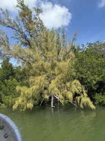 An unclear view of a tree near the water, possibly in a mangrove area. The image lacks focus and detail.