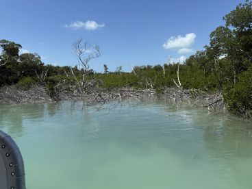 A serene view of mangroves reflected in calm waters, showcasing the natural beauty of the coastal ecosystem — perfect for eco tours and nature exploration.
