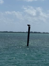A pelican perches atop a wooden post in tranquil waters, showcasing the serene beauty of coastal wildlife.