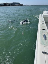 Two dolphins swim playfully in the clear waters, showcasing the beauty of marine wildlife in a coastal setting.