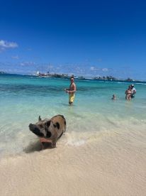 A playful pig enjoys the shallow waters alongside a group of people, creating a memorable wildlife encounter in the Bahamas.