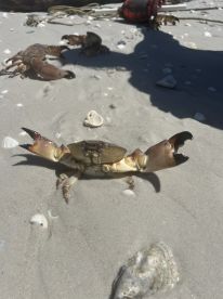 A close-up shot of crabs on the beach, showcasing their natural habitat and behavior in the sandy environment.