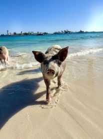 A close-up of a friendly pig walking along the sandy shore, showcasing the unique wildlife experience in the Bahamas.