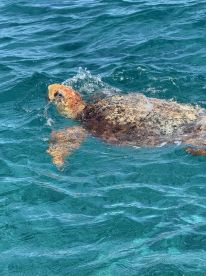 A serene close-up of a turtle swimming in crystal-clear waters, showcasing the beauty of marine wildlife in its natural habitat.