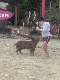 A child interacts with a friendly pig on the beach, creating a memorable wildlife experience in the Bahamas. Perfect for family adventures and unique encounters.