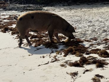 A pig forages along the sandy beach, surrounded by seaweed — a unique wildlife encounter often seen in the Bahamas.