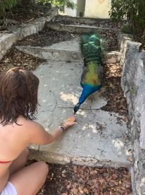 A person feeds a vibrant peacock on a stone pathway, showcasing a delightful interaction with wildlife in a natural setting.