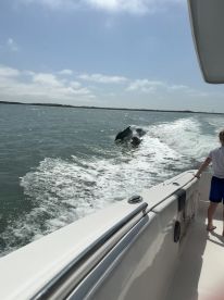 A dolphin swims alongside a boat, showcasing a delightful wildlife encounter on the water — perfect for marine enthusiasts.