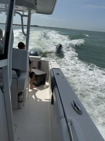 A child enjoys a close encounter with a dolphin while aboard a boat, capturing a magical moment of wildlife interaction in the water.