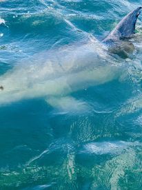 A close-up view of a shark swimming in clear turquoise waters, showcasing the beauty of marine wildlife in its natural habitat.