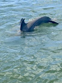 A dolphin gracefully swims through the clear waters, showcasing the beauty of marine wildlife in its natural habitat.