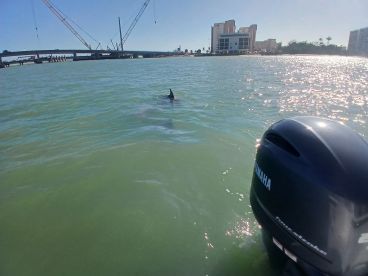 A dolphin swims near the surface in a vibrant waterway, showcasing the beauty of marine wildlife in its natural habitat.