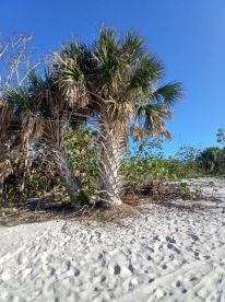 A close-up view of palm trees on a sandy beach, showcasing the natural beauty of the coastal landscape.