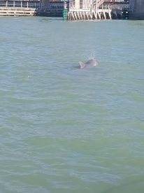 A dolphin gracefully swims through the water, showcasing the beauty of marine wildlife in its natural habitat.