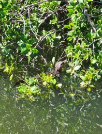 A crocodile rests among the mangroves, showcasing the rich wildlife of the area — a perfect sight for nature enthusiasts exploring the waterways.
