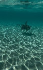 A serene underwater shot of a turtle gliding over the sandy ocean floor, showcasing the beauty of marine wildlife in crystal-clear waters.
