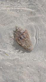 A close-up view of a marine creature resting on the sandy ocean floor, showcasing the unique textures and colors of underwater wildlife.