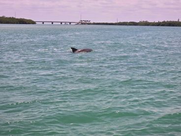 A dolphin gracefully swims in the clear waters, showcasing the beauty of marine wildlife in its natural habitat.